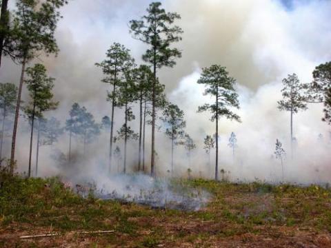 Photo: Florida Fish and Wildlife Prescribed Burn