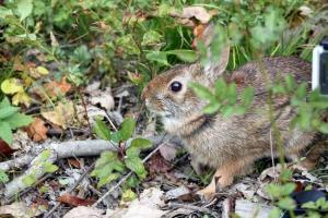 Photo credit newenglandcottontail.org